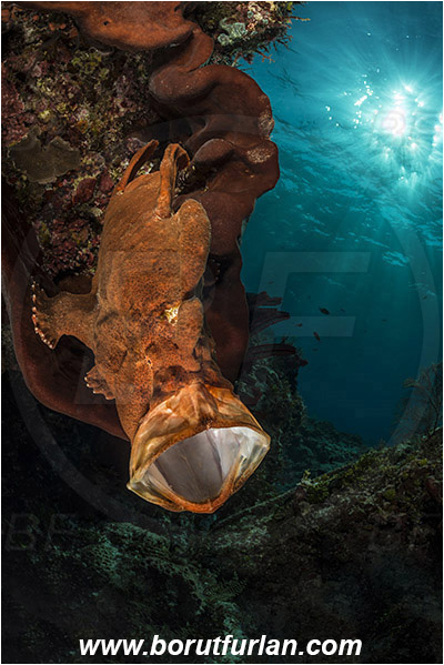 Ternate, Alor, Indonesia, Antennarius commerson, Antennarius, Antennariidae, Commerson