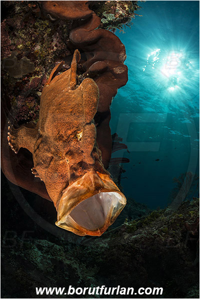 Ternate, Alor, Indonesia, Antennarius commerson, Antennarius, Antennariidae, Commerson