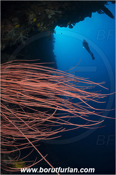 Ternate, Alor, Indonesia, Ellisella sp., Ellisella, Ellisellidae, Anthozoa, Cnidaria, Cnidarian, Sea whip, Whip coral, Coral, Reef, Diver, Cave