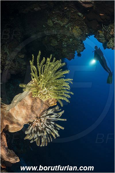 Ternate, Alor, Indonesia, Anneissia bennetti, Anneissia, Comatulidae, Feather star, Crinoidea, Echinoderm, Echinodermata, Reef, Cave