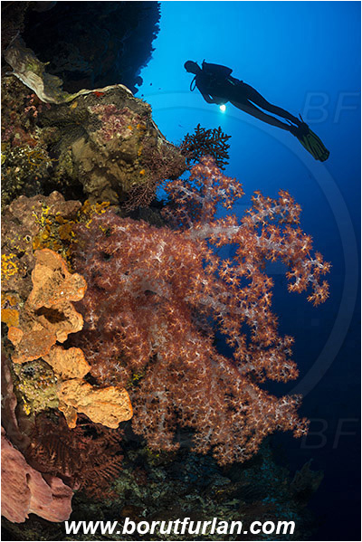 Ternate, Alor, Indonesia, Dendronephthya sp., Dendronephthya, Nephtheidae, Soft coral, Coral, Anthozoa, Cnidaria, Cnidarian, Reef, Diver