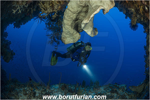 Ternate, Alor, Indonesia, Sponge, Porifera, Reef, Cave, Diver