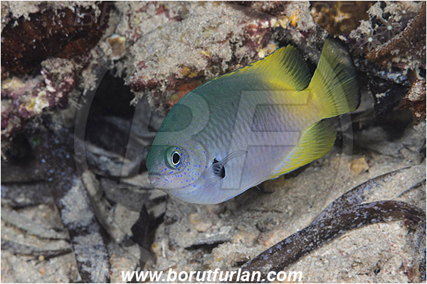 Pantar, Alor, Indonesia, Pomacentrus nigromarginatus, Pomacentrus, Pomacentridae, Blackmargined damsel, Damselfish, Fish