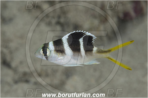 Pantar, Alor, Indonesia, Monotaxis grandoculis, Monotaxis, Lethrinidae, Bigeye Emperor, Emperor, Fish, Juvenile
