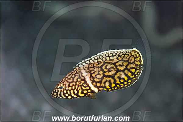 Pantar, Alor, Indonesia, Anampses lineatus, Anampses, Labridae, Lined wrasse, Wrasse, Fish, Juvenile