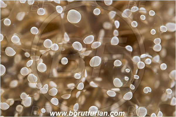Alor, Indonesia, Cnidaria, Cnidarian, Coral, Unidentified, Abstract
