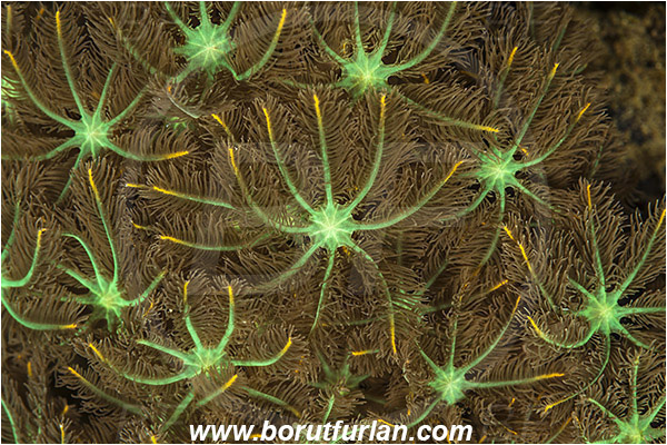Alor, Indonesia, Clavularia viridis, Clavularia, Clavulariidae, Palm coral, Soft coral, Coral, Cnidaria, Cnidarian, Abstract