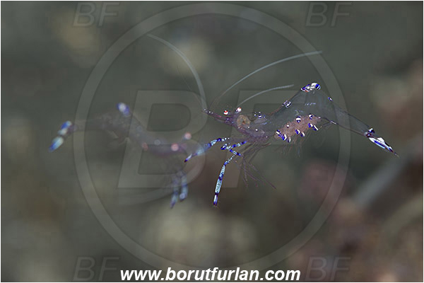 Alor, Indonesia, Ancylomenes sarasvati, Ancylomenes, Palaemonidae, Decapoda, Crustacea, Crustacean, Sarasvati Anemone Shrimp, Cleaner Shrimp, Shrimp