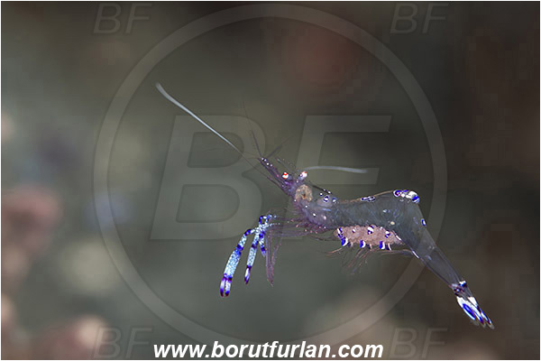 Alor, Indonesia, Ancylomenes sarasvati, Ancylomenes, Palaemonidae, Decapoda, Crustacea, Crustacean, Sarasvati Anemone Shrimp, Cleaner Shrimp, Shrimp