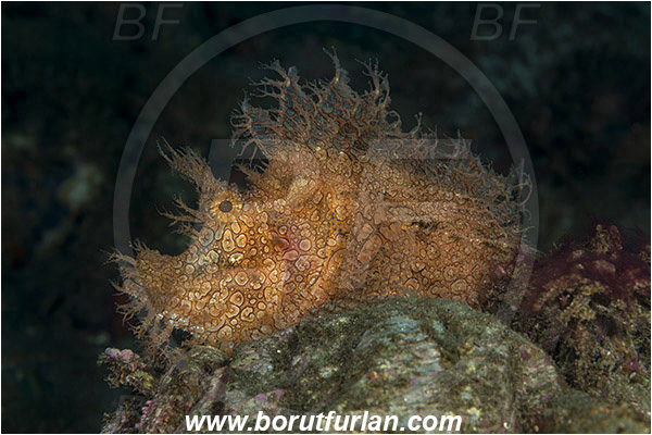 Alor, Indonesia, Rhinopias frondosa, Rhinopias, Scorpaenidae, Weedy Scorpionfish, Scorpionfish, Fish