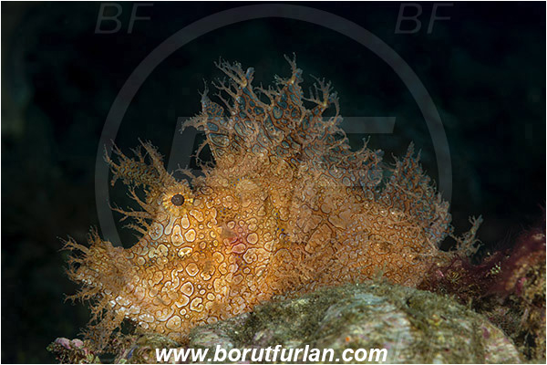 Alor, Indonesia, Rhinopias frondosa, Rhinopias, Scorpaenidae, Weedy Scorpionfish, Scorpionfish, Fish