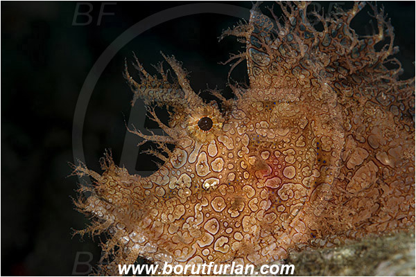 Alor, Indonesia, Rhinopias frondosa, Rhinopias, Scorpaenidae, Weedy Scorpionfish, Scorpionfish, Fish, Portrait
