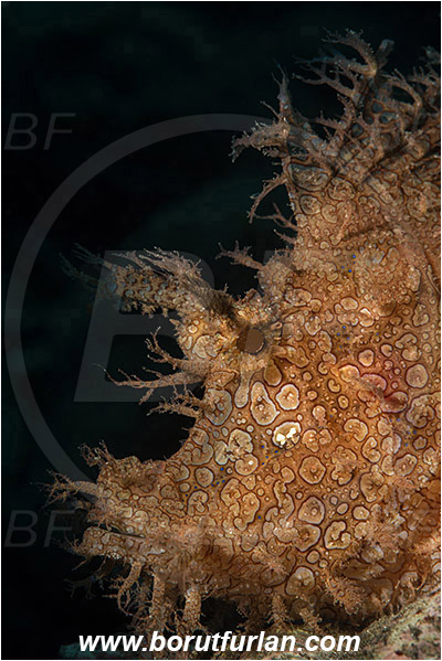 Alor, Indonesia, Rhinopias frondosa, Rhinopias, Scorpaenidae, Weedy Scorpionfish, Scorpionfish, Fish, Portrait