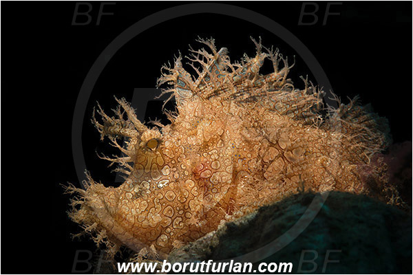 Alor, Indonesia, Rhinopias frondosa, Rhinopias, Scorpaenidae, Weedy Scorpionfish, Scorpionfish, Fish