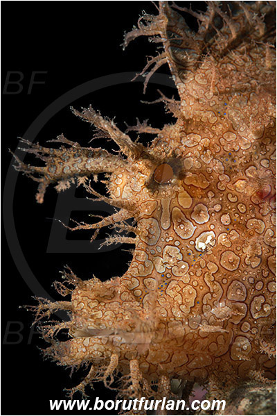 Alor, Indonesia, Rhinopias frondosa, Rhinopias, Scorpaenidae, Weedy Scorpionfish, Scorpionfish, Fish, Portrait
