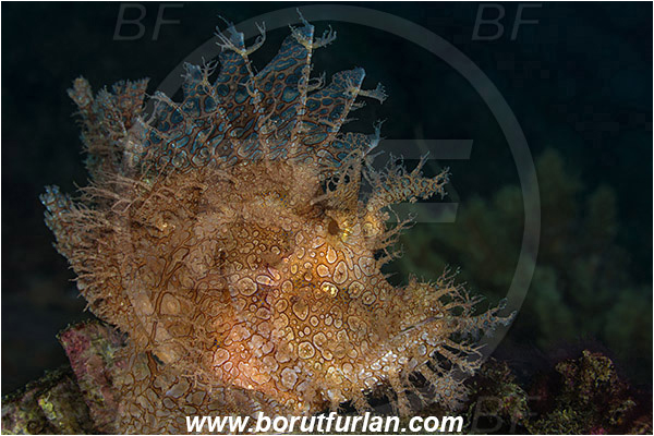 Alor, Indonesia, Rhinopias frondosa, Rhinopias, Scorpaenidae, Weedy Scorpionfish, Scorpionfish, Fish