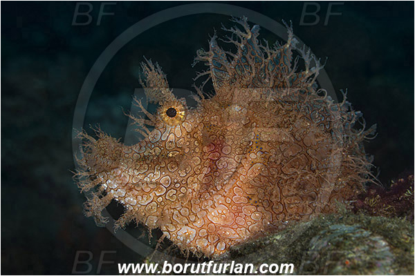 Alor, Indonesia, Rhinopias frondosa, Rhinopias, Scorpaenidae, Weedy Scorpionfish, Scorpionfish, Fish
