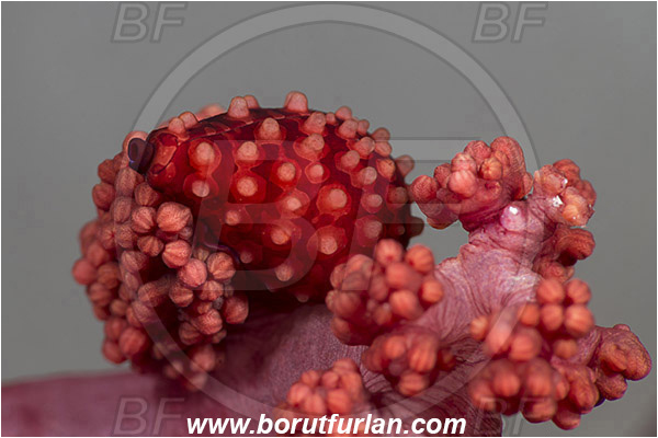 Alor, Indonesia, Cribrarula cribraria, Cribrarula, Cypraeidae, Sieve/Tan and White Cowry, Cowry, Sea snail, Gastropoda, Mollusca, Mollusc