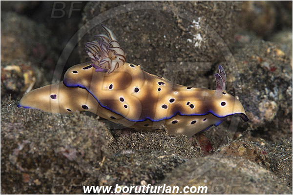 Alor, Indonesia, Risbecia tryoni, Risbecia, Chromodorididae, Risbecia nudibranch, Nudibranch, Sea slug, Gastropoda, Mollusca, Mollusc