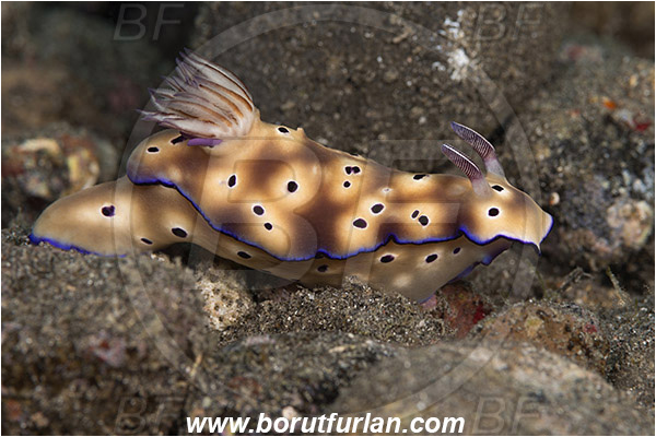 Alor, Indonesia, Risbecia tryoni, Risbecia, Chromodorididae, Risbecia nudibranch, Nudibranch, Sea slug, Gastropoda, Mollusca, Mollusc