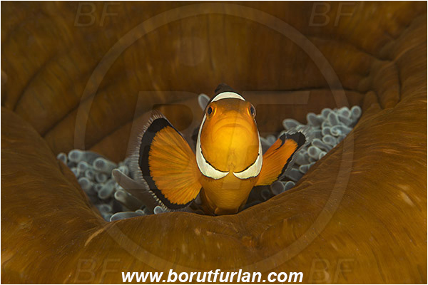 Alor, Indonesia, Amphiprion ocellaris, Amphiprion, Pomacentridae, False Anemonefish, Anemonefish, Clownfish, Fish, Portrait