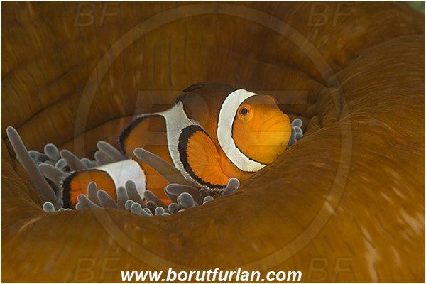Alor, Indonesia, Amphiprion ocellaris, Amphiprion, Pomacentridae, False Anemonefish, Anemonefish, Clownfish, Fish