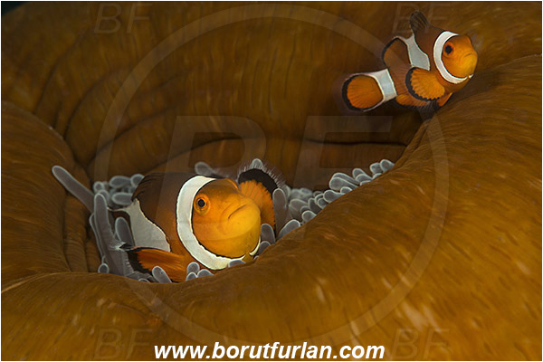 Alor, Indonesia, Amphiprion ocellaris, Amphiprion, Pomacentridae, False Anemonefish, Anemonefish, Clownfish, Fish