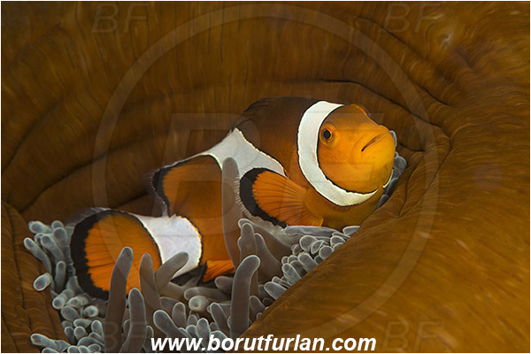 Alor, Indonesia, Amphiprion ocellaris, Amphiprion, Pomacentridae, False Anemonefish, Anemonefish, Clownfish, Fish