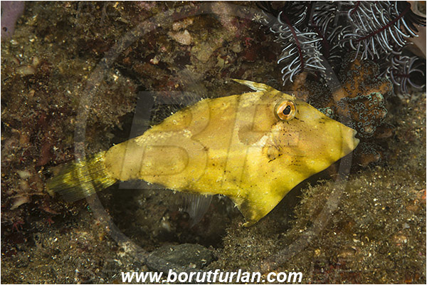 Alor, Indonesia, Paramonacanthus tricuspis, Paramonacanthus, Monacanthidae, Estuary filefish, Filefish, Fish