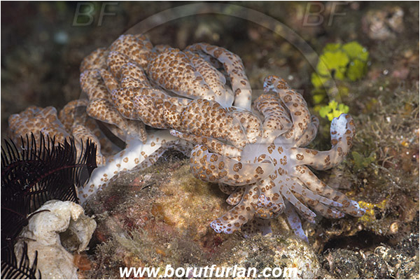 Alor, Indonesia, Phyllodesmium longicirrum, Phyllodesmium, Myrrhinidae, Solar Powered Nudibranch, Nudibranch, Sea slug, Gastropoda, Mollusca, Mollusc