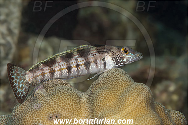 Alor, Indonesia, Parapercis snyderi, Parapercis, Pinguipedidae, U-mark sandperch, Sandperch, Fish