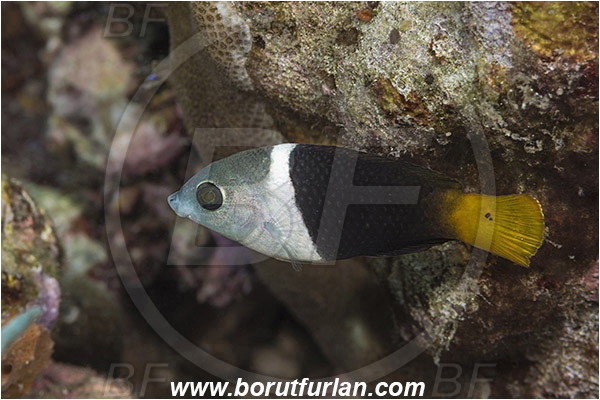 Alor, Indonesia, Hemigymnus melapterus, Hemigymnus, Labridae, Blackeye thicklip wrasse, Wrasse, Fish, Juvenile