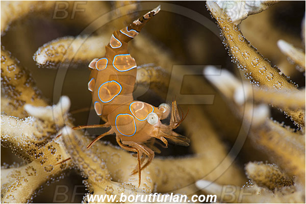 Alor, Indonesia, Thor amboinensis, Thor, Thoridae, Decapoda, Ambonian Shrimp, Shrimp, Crustacea, Crustacean