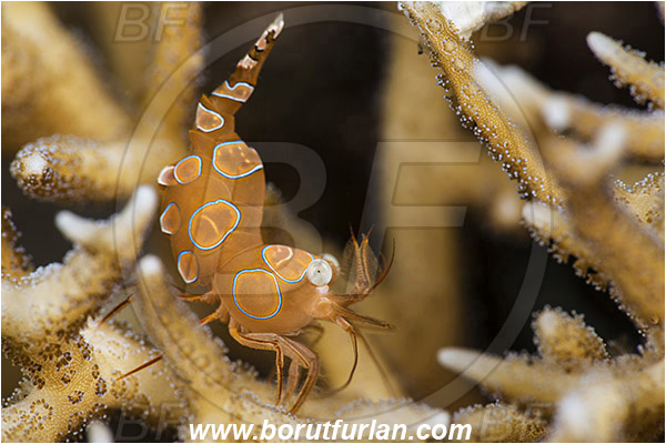 Alor, Indonesia, Thor amboinensis, Thor, Thoridae, Decapoda, Ambonian Shrimp, Shrimp, Crustacea, Crustacean