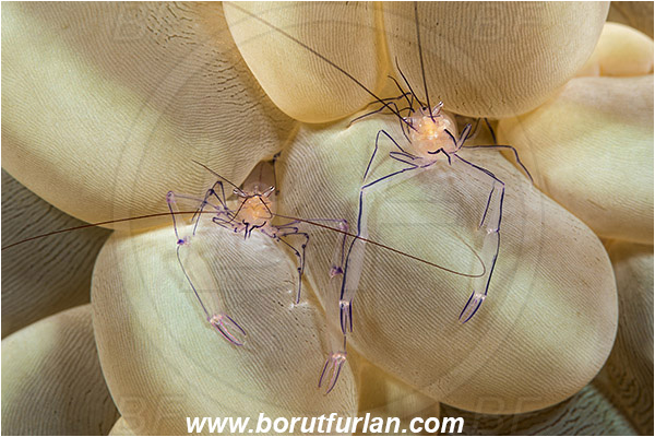 Alor, Indonesia, Vir philippinensis, Vir, Palaemonidae, Decapoda, Crustacea, Crustacean, Bubble Coral Shrimp, Shrimp