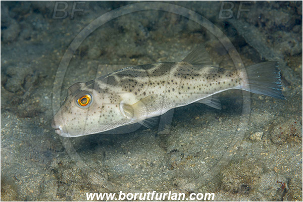 Sea of Cortez, La Paz, Baja California, Mexico, Pacific ocean, Sphoeroides annulatus, Sphoeroides, Tetraodontidae, Bullseye puffer, Puffer, Fish