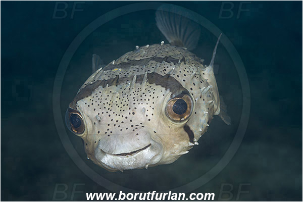 Sea of Cortez, La Paz, Baja California, Mexico, Pacific ocean, Diodon holocanthus, Diodon, Diodontidae, Longspined porcupinefish, Balloonfish, Porcupinefish, Fish, Portrait