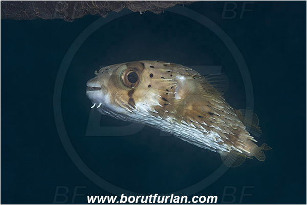 Sea of Cortez, La Paz, Baja California, Mexico, Pacific ocean, Diodon holocanthus, Diodon, Diodontidae, Longspined porcupinefish, Balloonfish, Porcupinefish, Fish