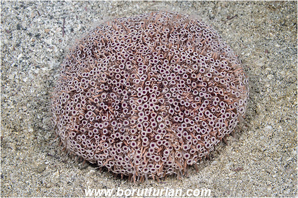 Sea of Cortez, La Paz, Baja California, Mexico, Pacific ocean, Toxopneustes roseus, Toxopneustes, Toxopneustidae, Rose Flower Urchin, Sea Urchin, Echinoidea, Echinodermata, Echinoderm