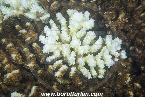 Sea of Cortez, La Paz, Baja California, Mexico, Pacific ocean, Coral, Hard coral, Cnidaria, Cnidarian, Coral bleaching