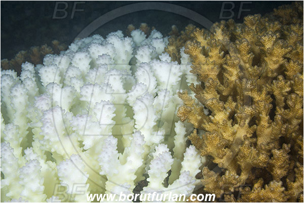 Sea of Cortez, La Paz, Baja California, Mexico, Pacific ocean, Coral, Hard coral, Cnidaria, Cnidarian, Coral bleaching