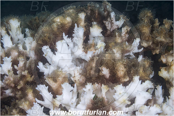 Sea of Cortez, La Paz, Baja California, Mexico, Pacific ocean, Coral, Hard coral, Cnidaria, Cnidarian, Coral bleaching