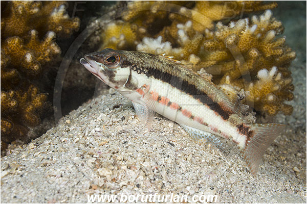 Sea of Cortez, La Paz, Baja California, Mexico, Pacific ocean, Serranus psittacinus, Serranus, Serranidae, Barred serrano, Grouper, Fish