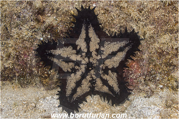 Sea of Cortez, La Paz, Baja California, Mexico, Pacific ocean, Nidorellia armata, Nidorellia, Oreasteridae, Chocolate chip starfish, Asteroidea, Echinodermata, Echinoderm