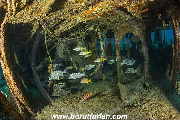 Baja California, Fish, Fish school, Greybar grunt, Grunt, Haemulidae, Haemulon, Haemulon sexfasciatum, La Paz, Mexico, Pacific ocean, Salvatierra wreck, Sea of Cortez, Wreck