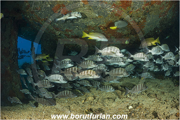 Baja California, Fish, Fish school, Greybar grunt, Grunt, Haemulidae, Haemulon, Haemulon sexfasciatum, La Paz, Mexico, Pacific ocean, Salvatierra wreck, Sea of Cortez, Wreck