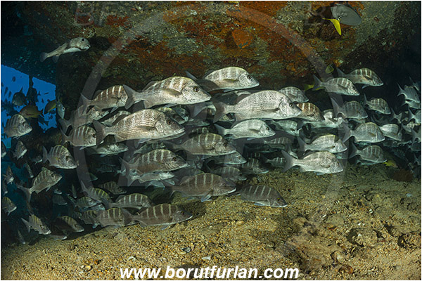 Baja California, Fish, Fish school, Greybar grunt, Grunt, Haemulidae, Haemulon, Haemulon sexfasciatum, La Paz, Mexico, Pacific ocean, Salvatierra wreck, Sea of Cortez, Wreck