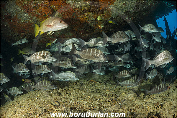 Baja California, Fish, Fish school, Greybar grunt, Grunt, Haemulidae, Haemulon, Haemulon sexfasciatum, La Paz, Mexico, Pacific ocean, Salvatierra wreck, Sea of Cortez, Wreck