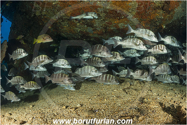 Baja California, Fish, Fish school, Greybar grunt, Grunt, Haemulidae, Haemulon, Haemulon sexfasciatum, La Paz, Mexico, Pacific ocean, Salvatierra wreck, Wreck
