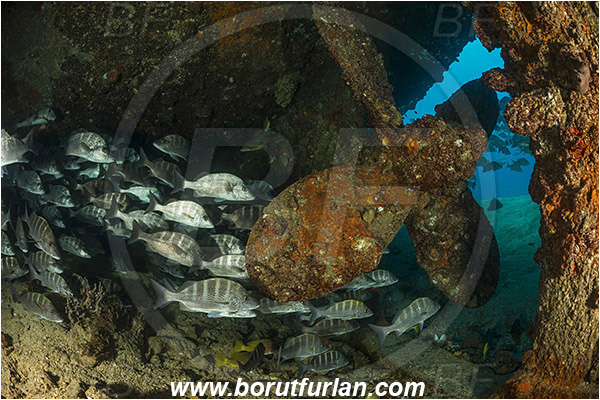 Baja California, Fish, Fish school, Greybar grunt, Grunt, Haemulidae, Haemulon, Haemulon sexfasciatum, La Paz, Mexico, Pacific ocean, Propeller, Salvatierra wreck, Sea of Cortez, Wreck